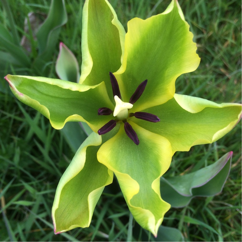 Tulip Formosa (Viridiflora) in the GardenTags plant encyclopedia