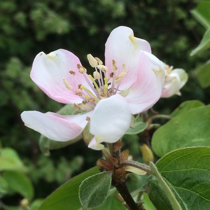 Quince Meechs Prolific in the GardenTags plant encyclopedia