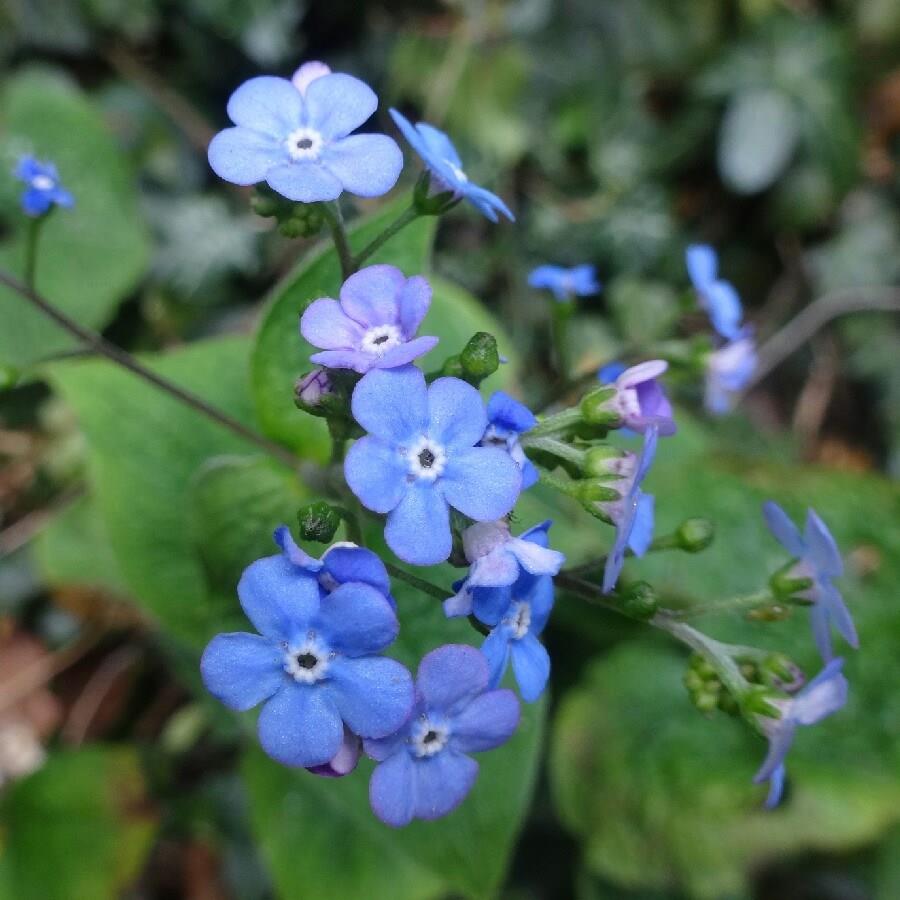 Siberian Bugloss in the GardenTags plant encyclopedia