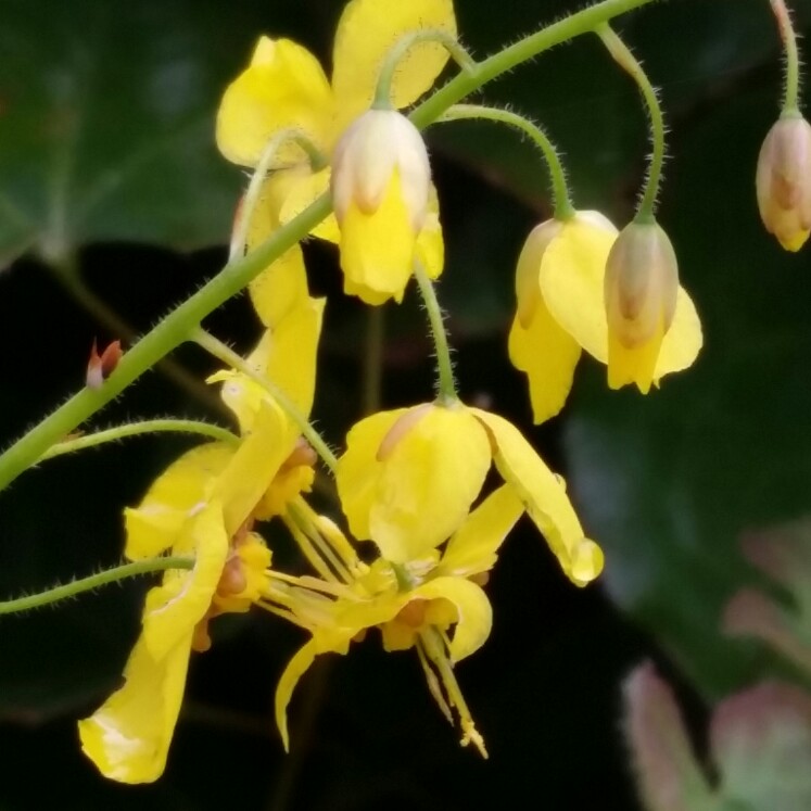 Barrenwort Sulphureum in the GardenTags plant encyclopedia