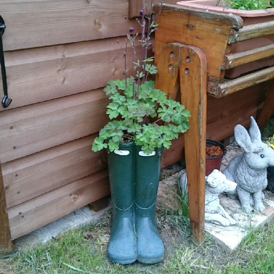 Columbine Winky Mixed in the GardenTags plant encyclopedia