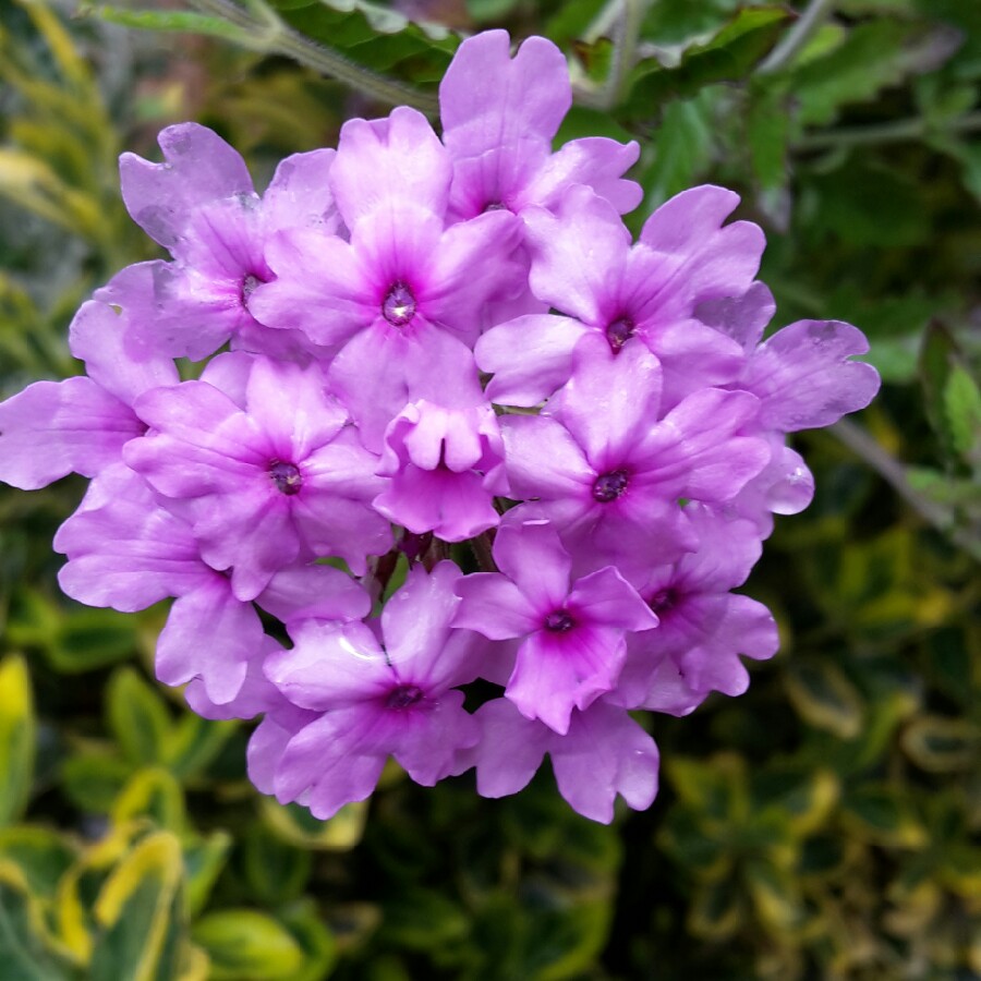 Verbena Temari Coral Pink in the GardenTags plant encyclopedia