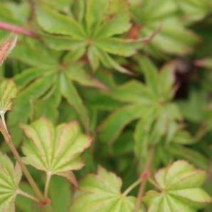 Japanese Maple Little Princess in the GardenTags plant encyclopedia