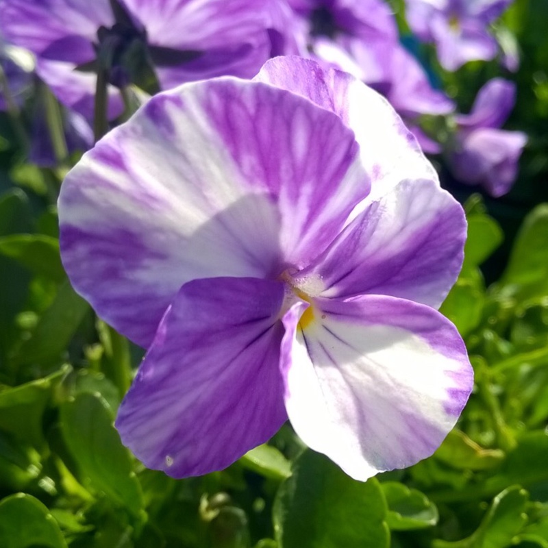 Viola Columbine in the GardenTags plant encyclopedia