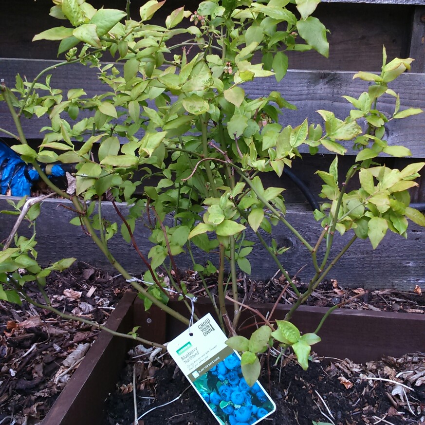 Blueberry Northland in the GardenTags plant encyclopedia