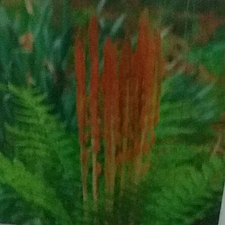 Cinnamon Fern in the GardenTags plant encyclopedia