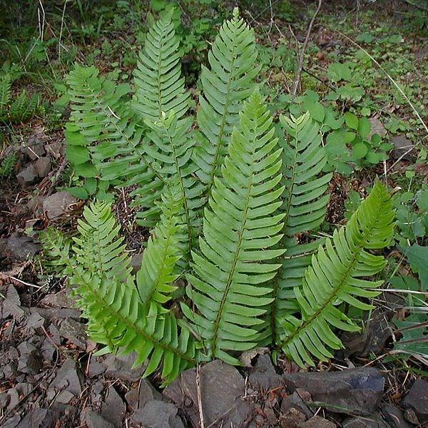 Sword Fern in the GardenTags plant encyclopedia