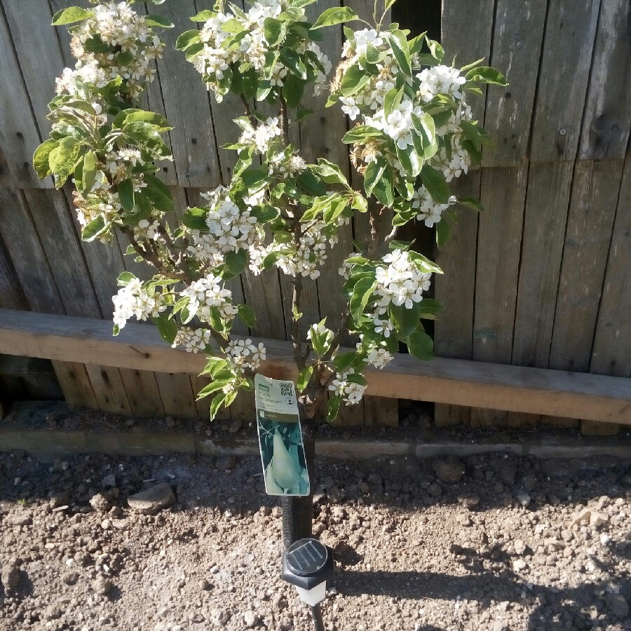 Pear Harvest Queen in the GardenTags plant encyclopedia