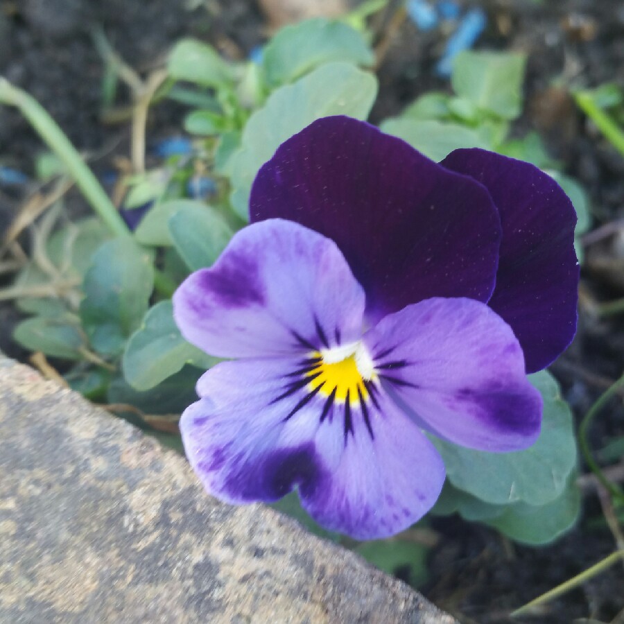 Horned Pansy Penny™ Denim Jump Up in the GardenTags plant encyclopedia