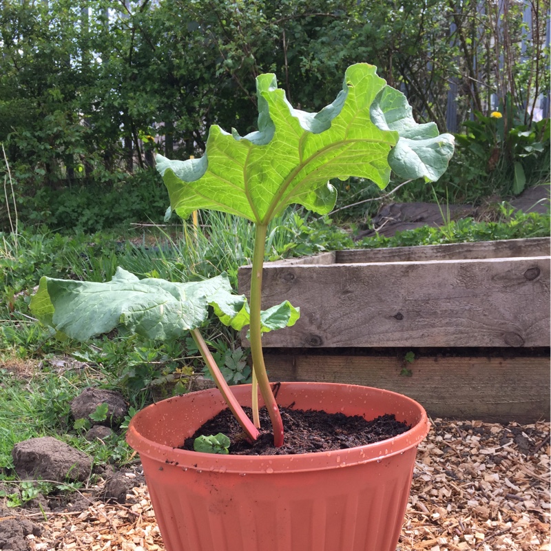 Rhubarb Glaskins Perpetual in the GardenTags plant encyclopedia