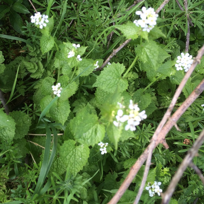 Jack By The Hedge in the GardenTags plant encyclopedia