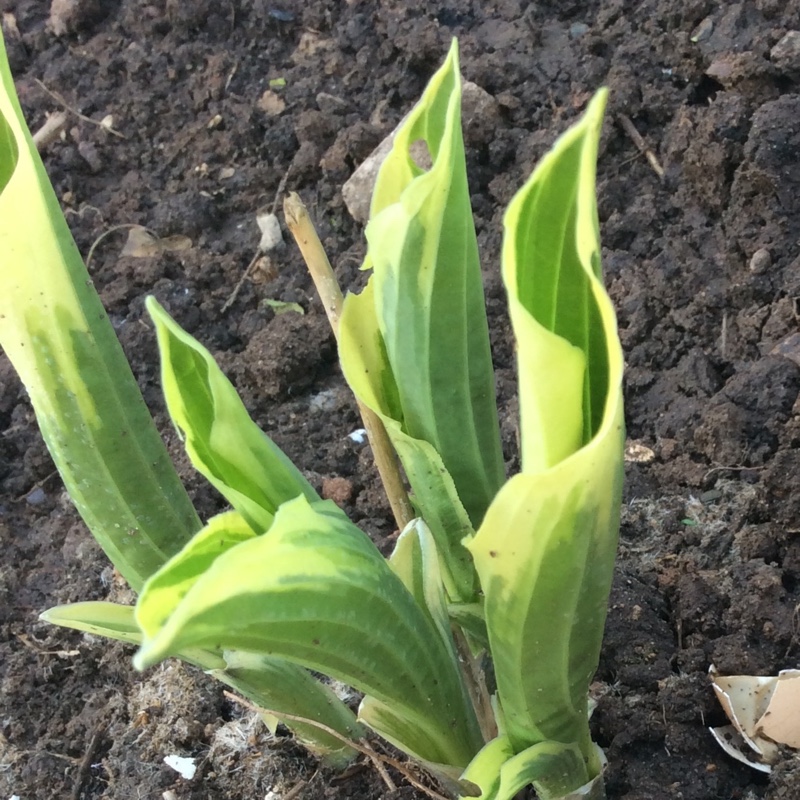 Plantain Lily Twilight in the GardenTags plant encyclopedia