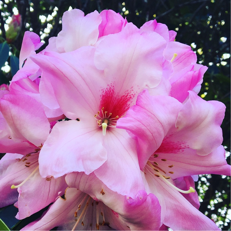 Rhododendron Mrs Walter Burns in the GardenTags plant encyclopedia