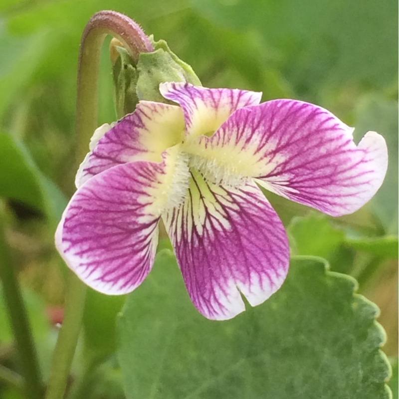 Sister Violet Alice Witter in the GardenTags plant encyclopedia