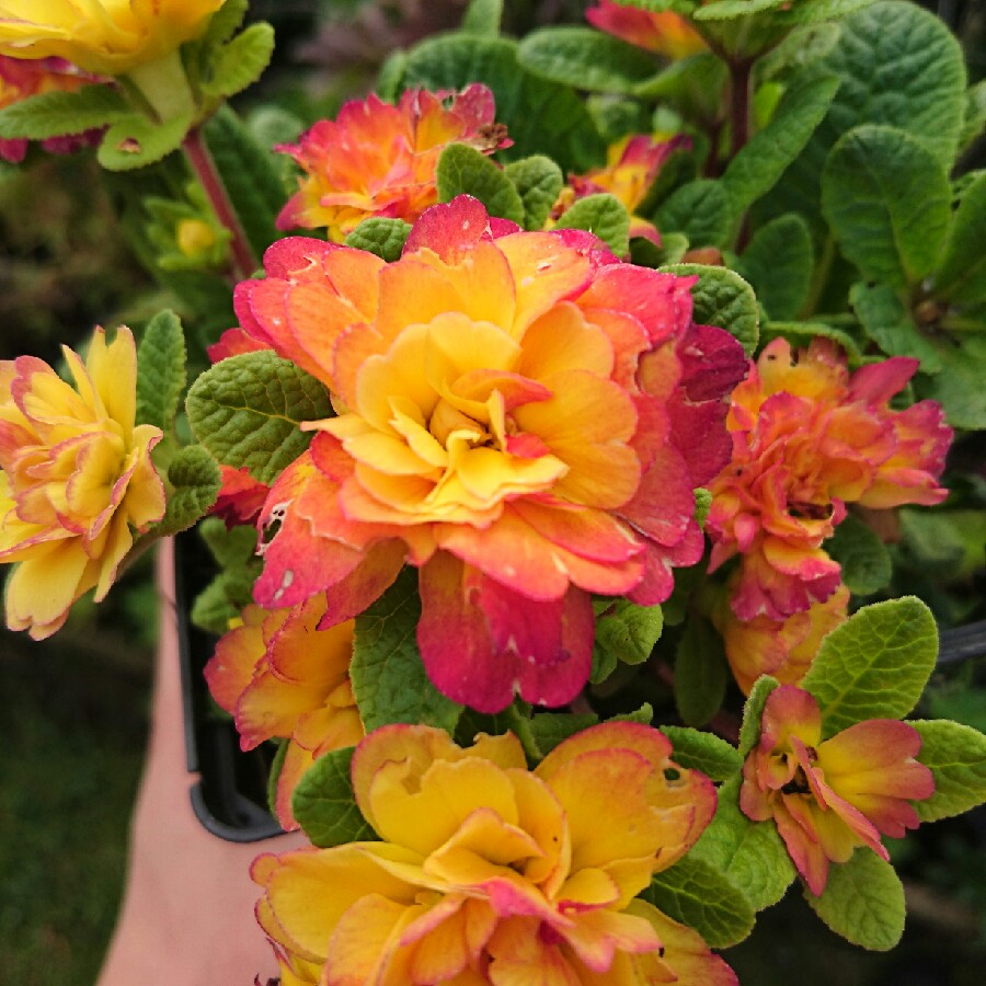 Double Primrose Nectarine in the GardenTags plant encyclopedia