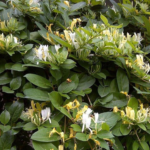 Honeysuckle in the GardenTags plant encyclopedia