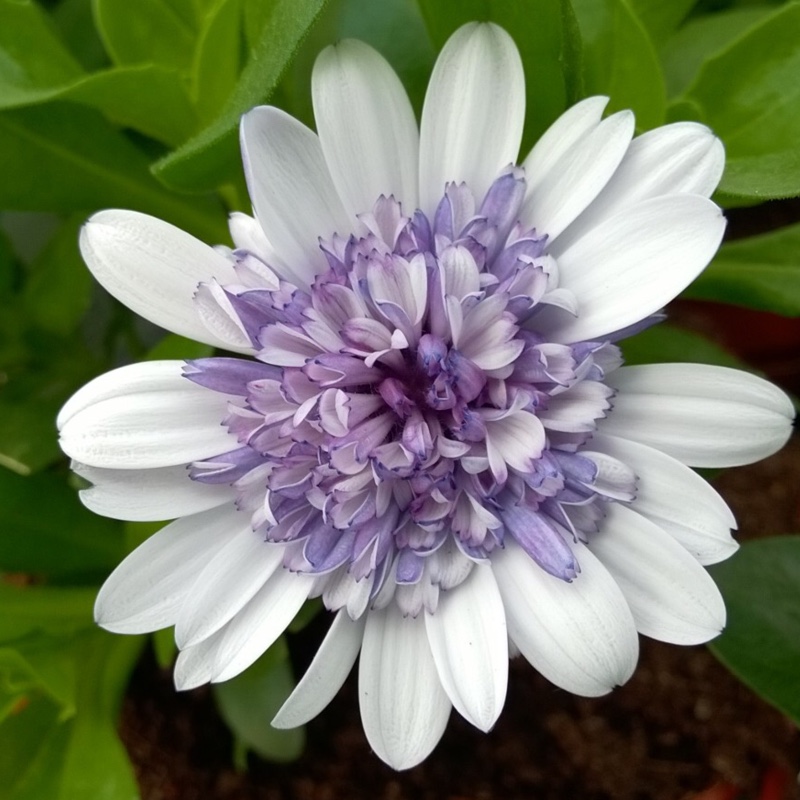 African daisy 3D Silver (3D series) in the GardenTags plant encyclopedia