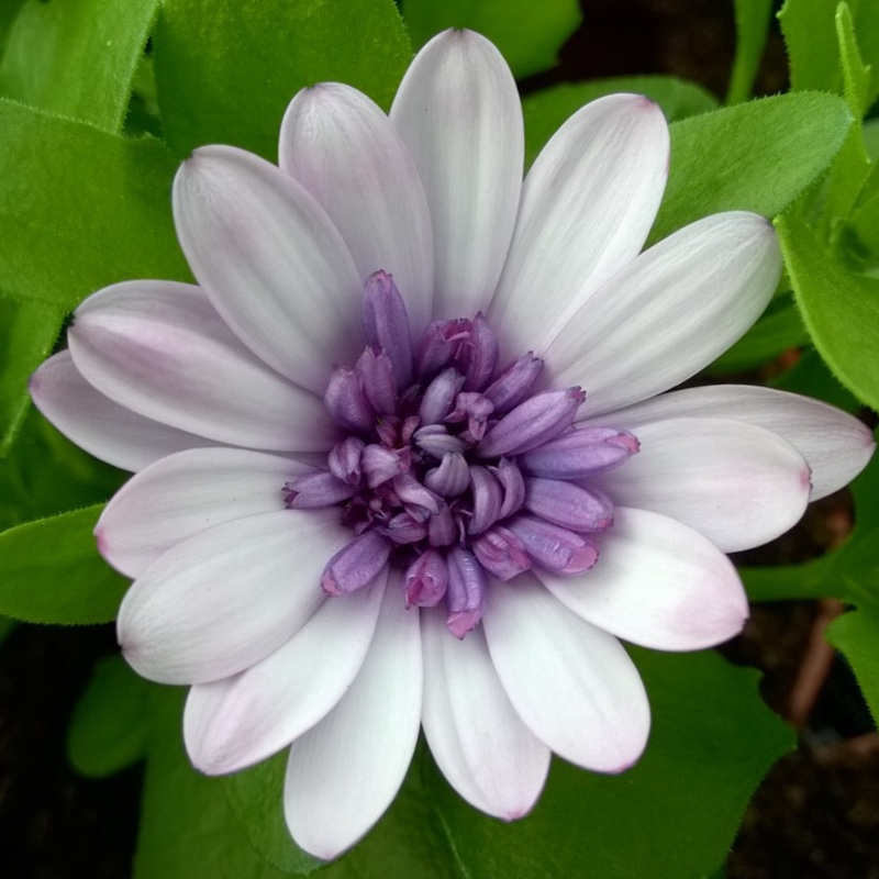 African Daisy 3D Violet Ice (3D series) in the GardenTags plant encyclopedia