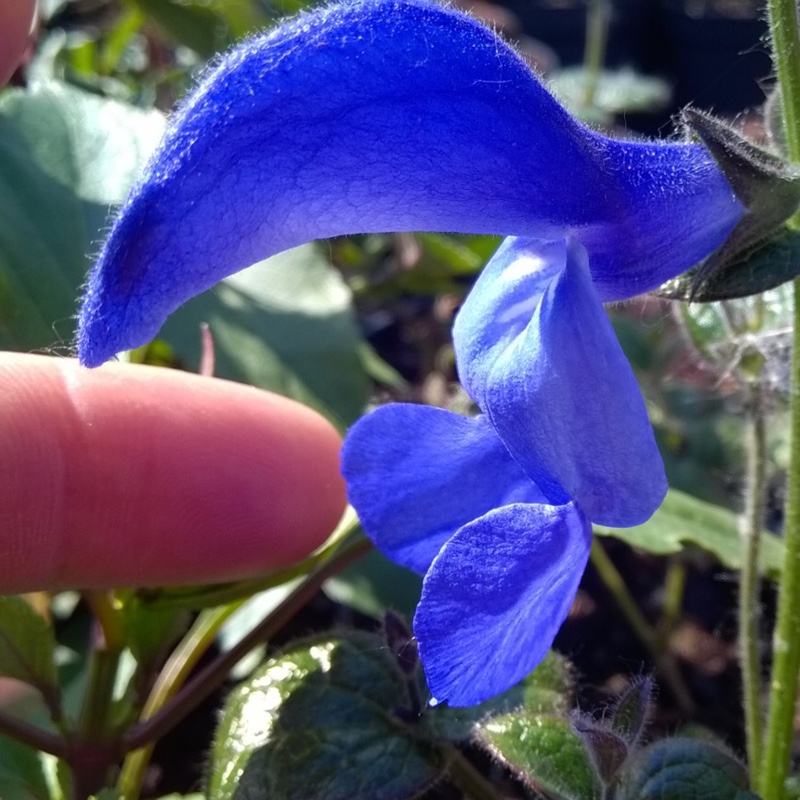 Salvia Guanajuato in the GardenTags plant encyclopedia