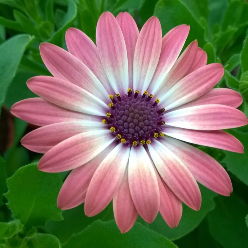 African daisyPink Magic in the GardenTags plant encyclopedia