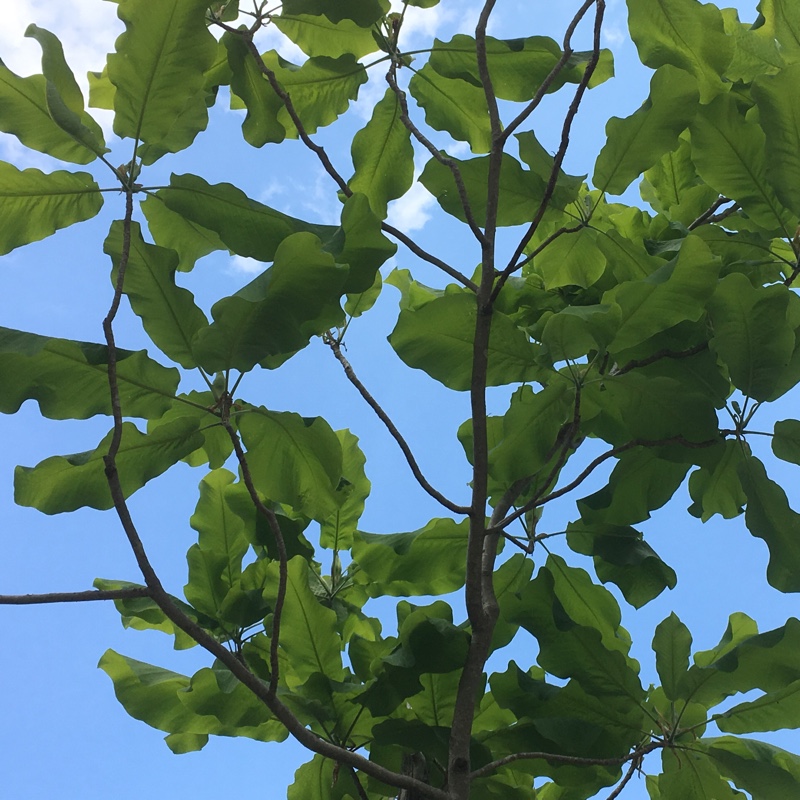 Bigleaf Magnolia in the GardenTags plant encyclopedia