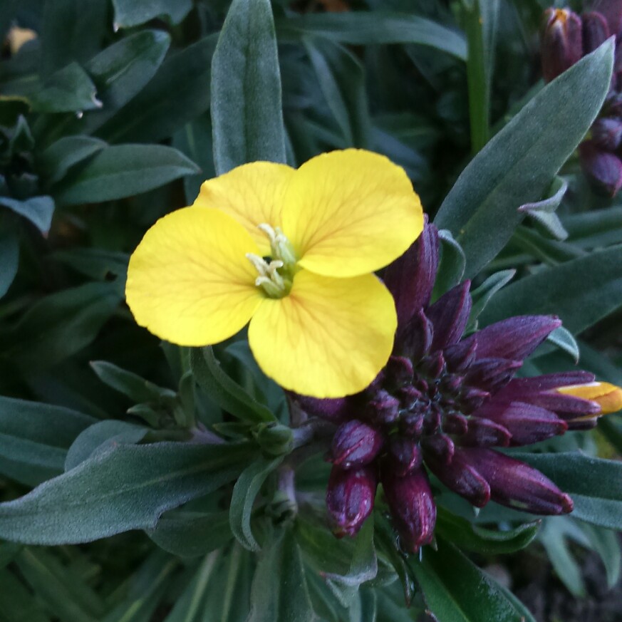 Wallflower Caribbean Island in the GardenTags plant encyclopedia