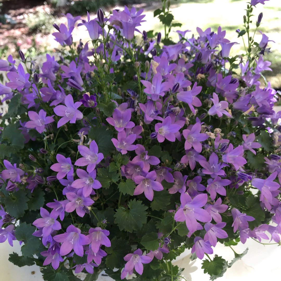 Dalmatian Bellflower Miss Melanie in the GardenTags plant encyclopedia