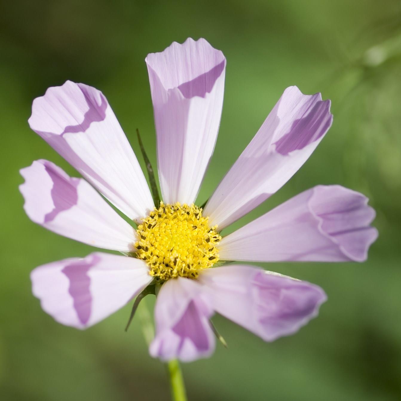 Cosmea Sea Shells in the GardenTags plant encyclopedia