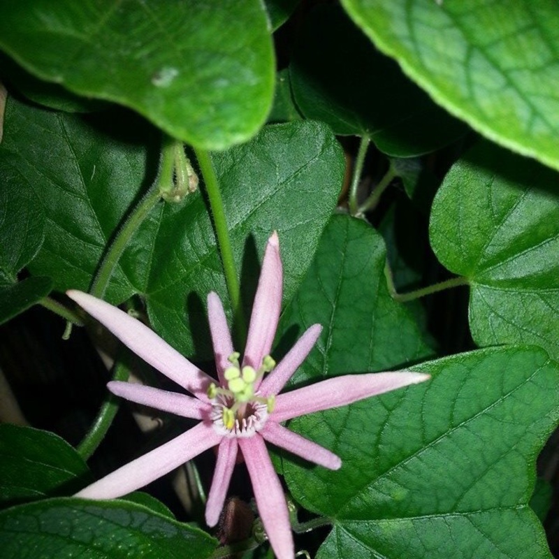 Passion flower Sanguinolenta in the GardenTags plant encyclopedia