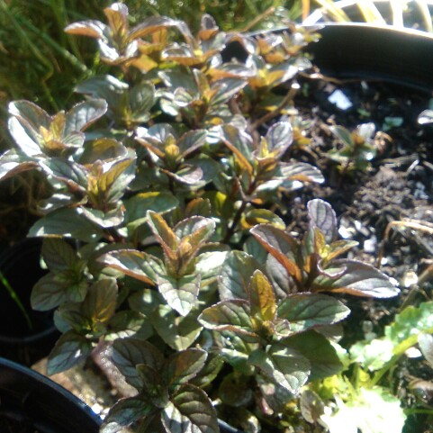 Chocolate Mint in the GardenTags plant encyclopedia