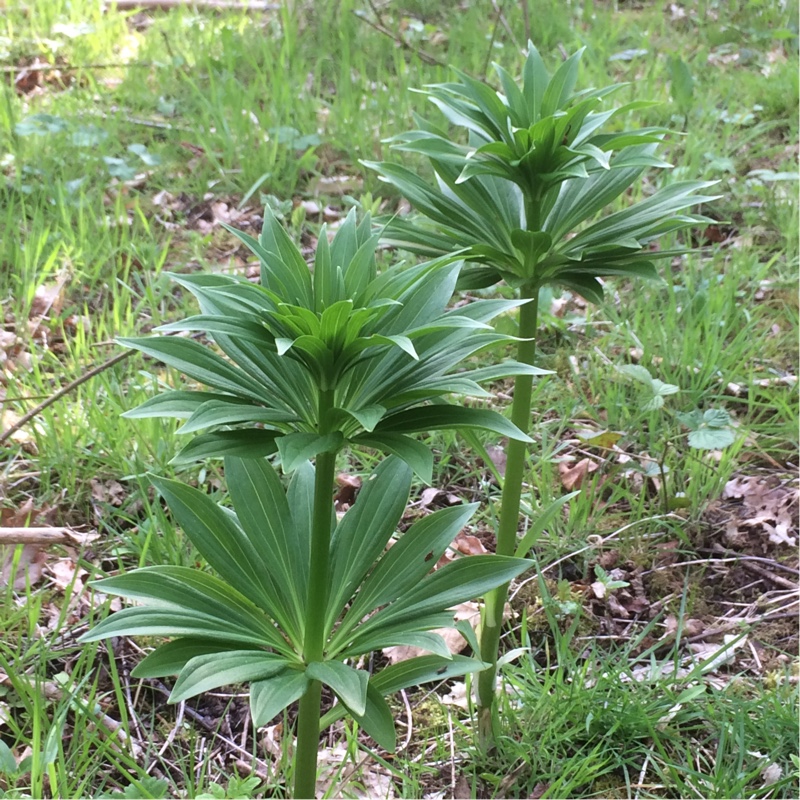 Lily Fairy Morning (Martagon) in the GardenTags plant encyclopedia