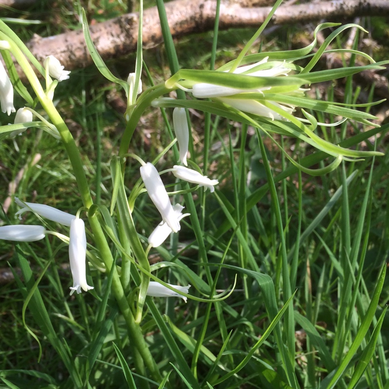 White English Long Throated Bluebell in the GardenTags plant encyclopedia