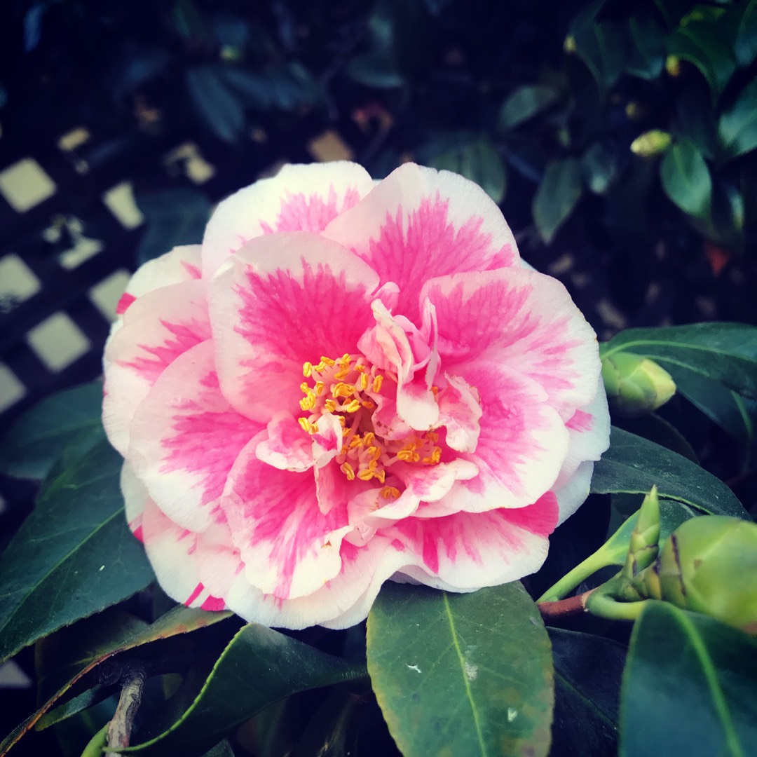 Camellia Blood of China in the GardenTags plant encyclopedia