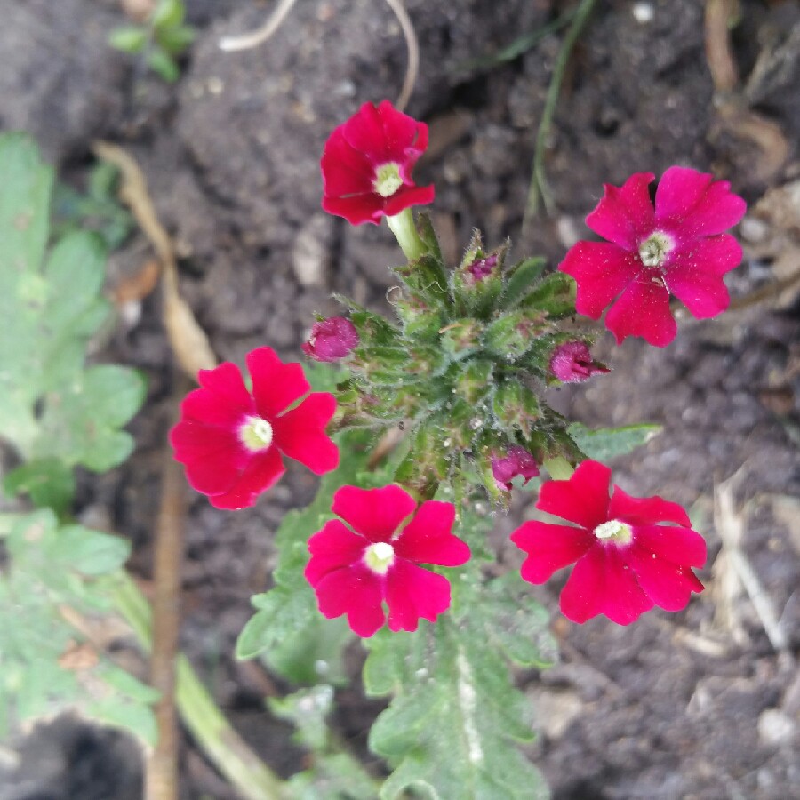 Verbena Venturi® Rose in the GardenTags plant encyclopedia