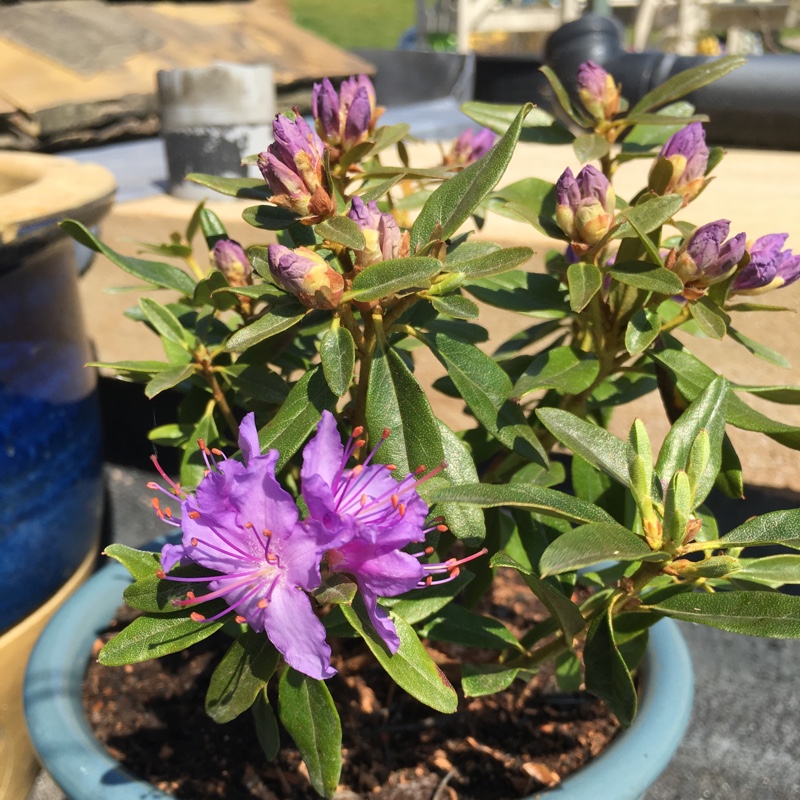 Rhododendron Night Sky in the GardenTags plant encyclopedia