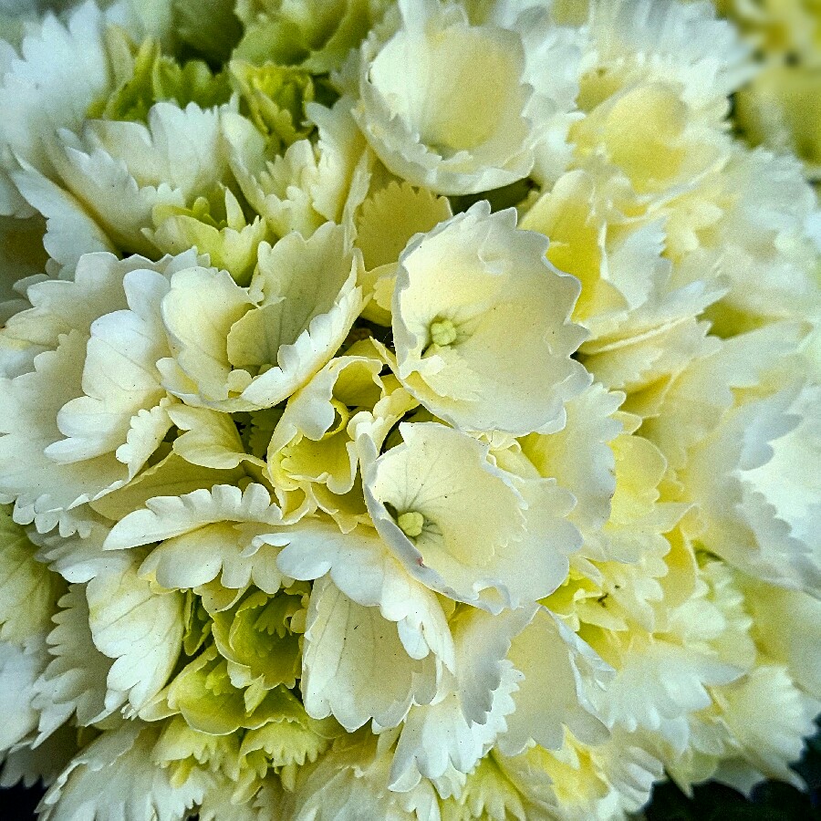 Hydrangea Blushing Bride in the GardenTags plant encyclopedia