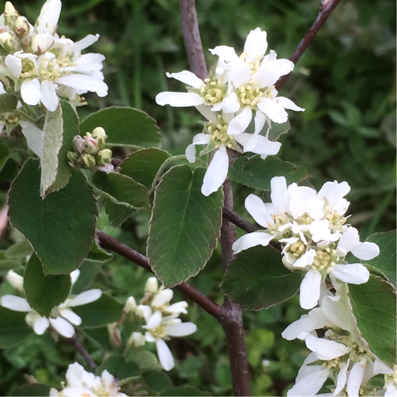 Snowy Mespilus Ovalis in the GardenTags plant encyclopedia