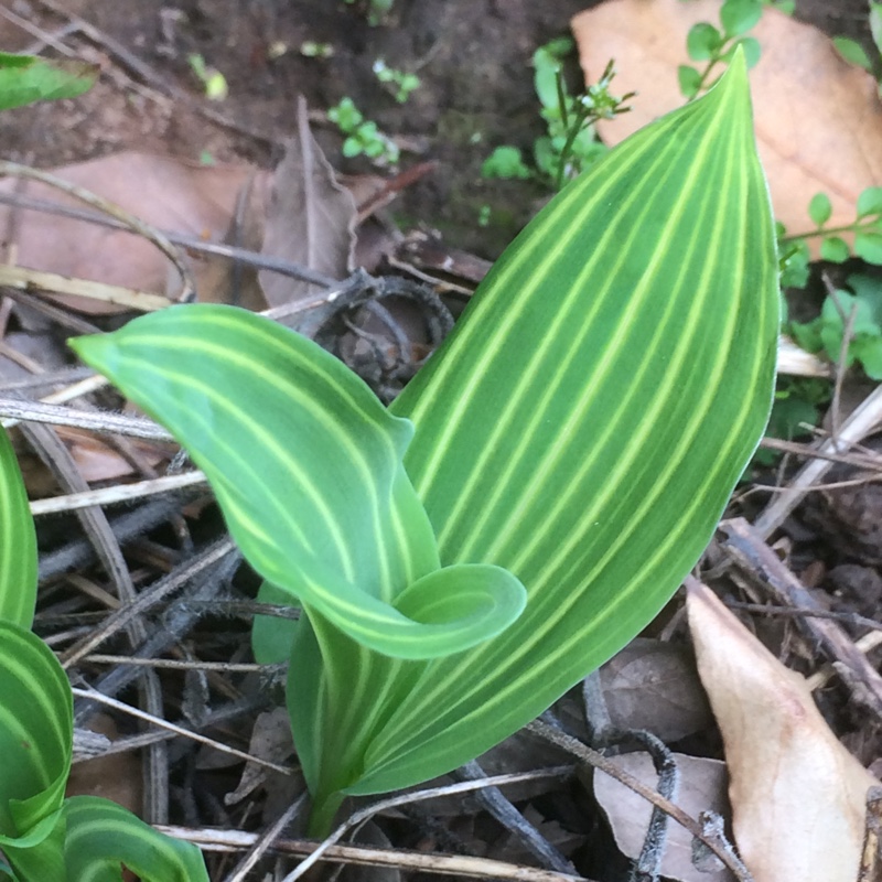 Lily of the Valley Albostriata in the GardenTags plant encyclopedia