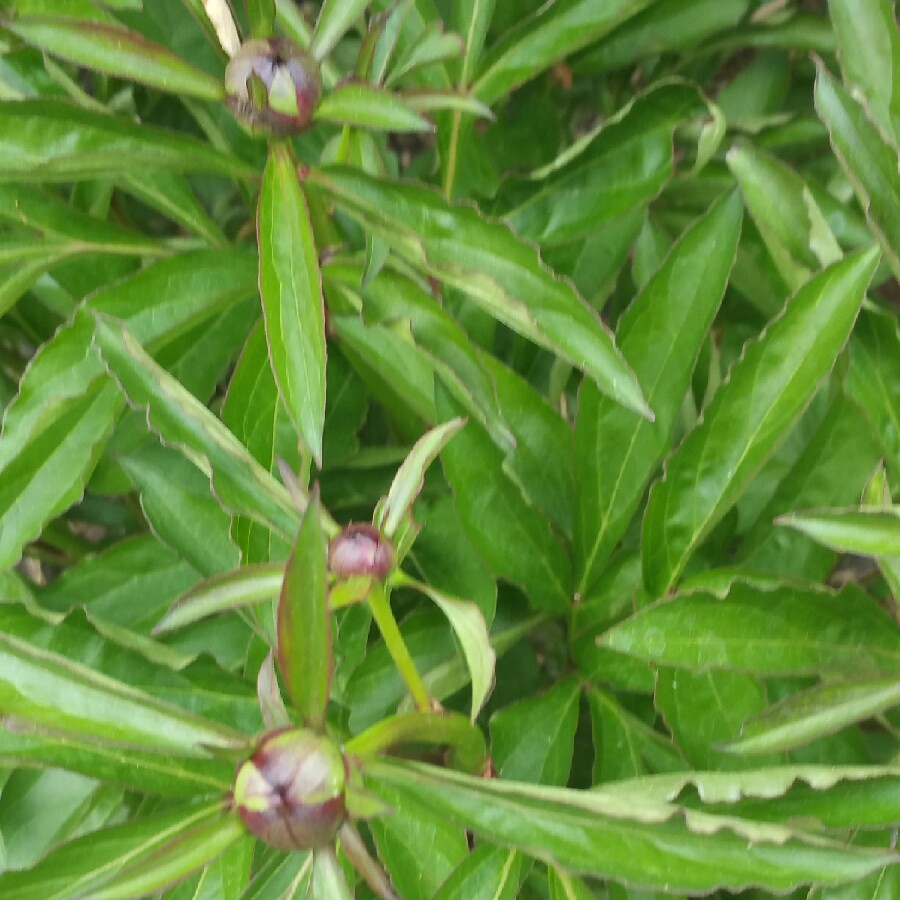 Peony White Wings (Herbaceous) in the GardenTags plant encyclopedia