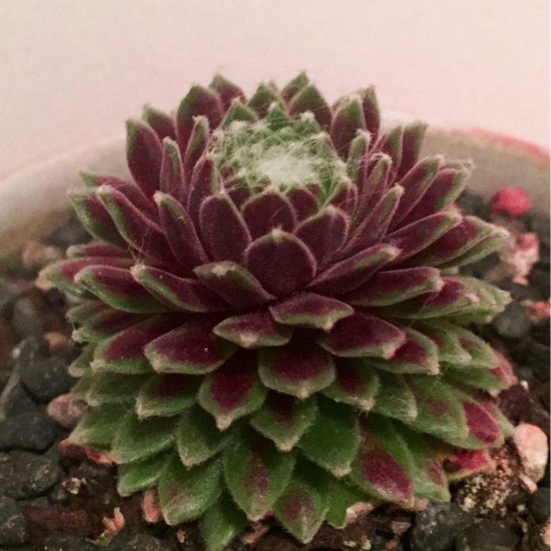 Sempervivum Arachnoideum Tiny Tots in the GardenTags plant encyclopedia