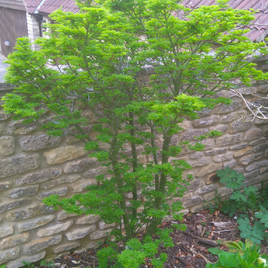 Japanese Maple Shishi Gashira in the GardenTags plant encyclopedia