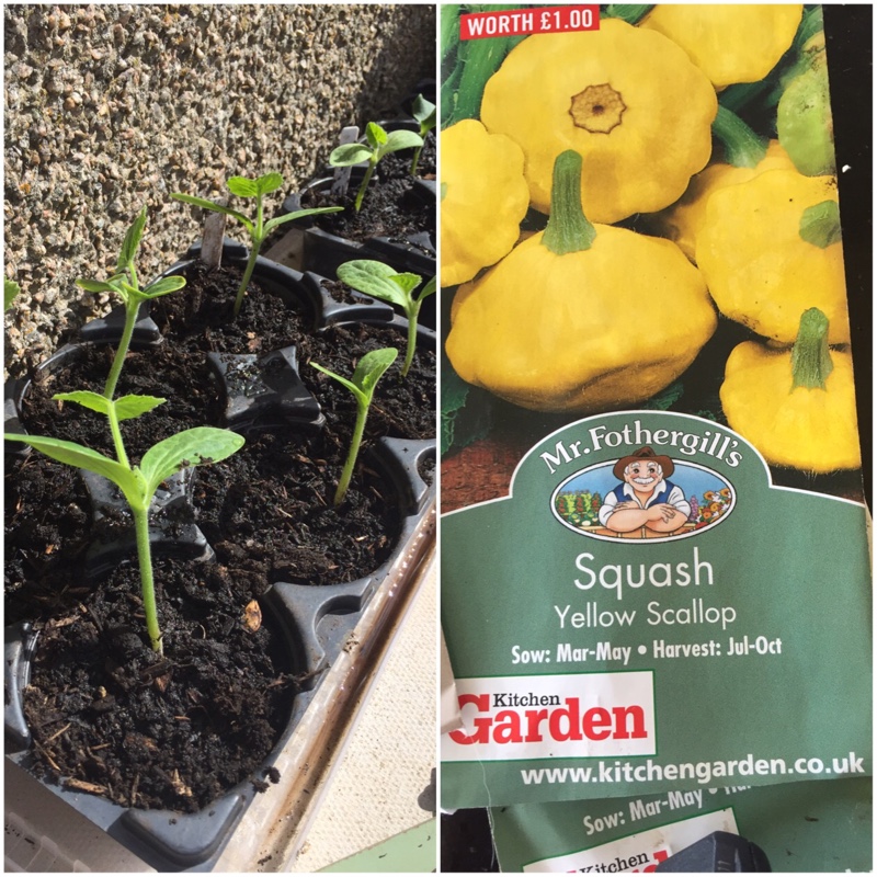 Squash Yellow Scallop in the GardenTags plant encyclopedia