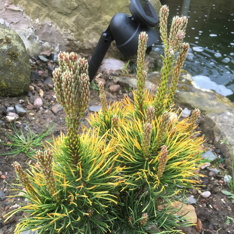 Mountain Pine in the GardenTags plant encyclopedia