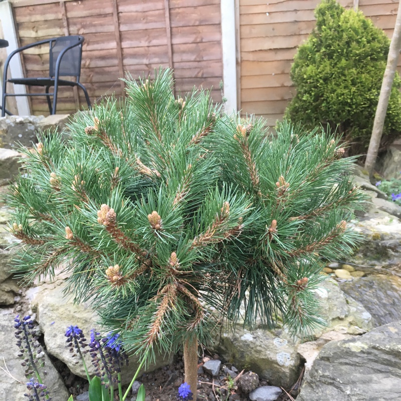 Bregeon pine in the GardenTags plant encyclopedia