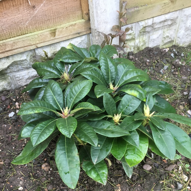 Rhododendron Black Widow in the GardenTags plant encyclopedia