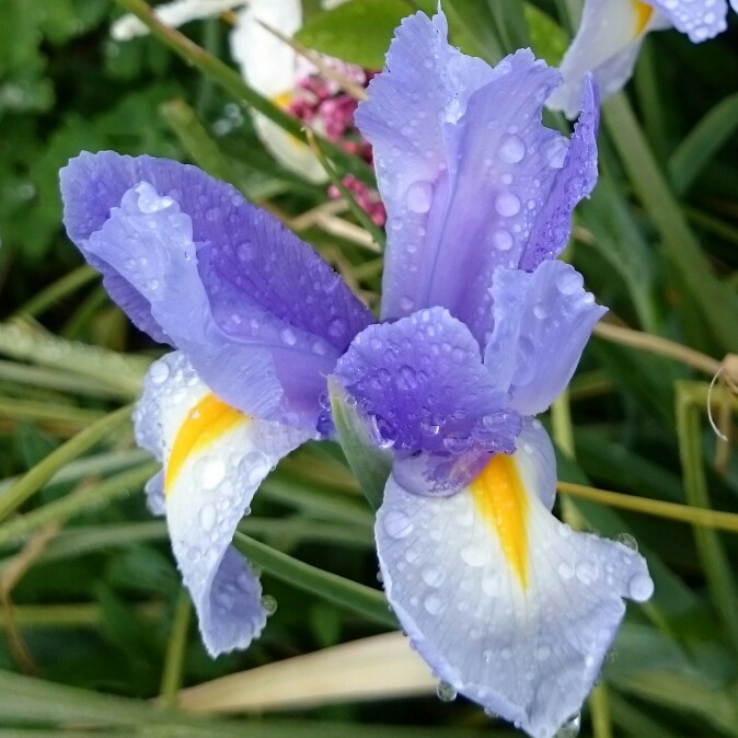 Dutch Iris Pioneer in the GardenTags plant encyclopedia