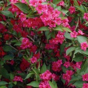 Weigela Bristol Ruby in the GardenTags plant encyclopedia