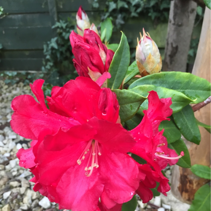 Rhododendron Halfdan Lem in the GardenTags plant encyclopedia