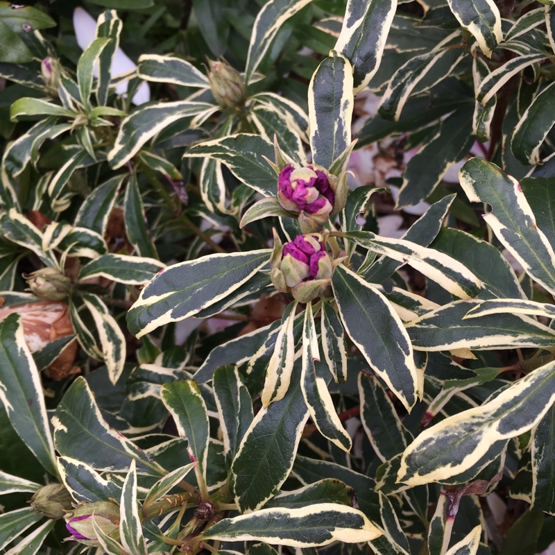 Rhododendron Silver Edge in the GardenTags plant encyclopedia