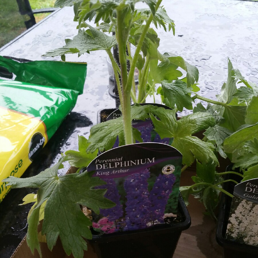 Delphinium King Arthur in the GardenTags plant encyclopedia